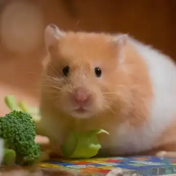 5 Makanan Hamster yang Sehat dan Alami, Gampang Didapat di Mana Saja