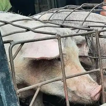 Dinilai Cemari Lingkungan, Kadang Babi di Klaten Ditutup Satpol PP