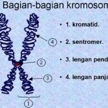 Kromosom: Pengertian, Struktur, dan Fungsi