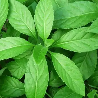 7 Manfaat Daun Sambung Nyawa, Salah Satunya Bisa Jadi Obat Alternatif Diabetes!