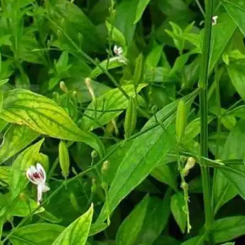 13 Manfaat daun Sambiloto, Turunkan Gula Darah dan Cegah Kanker!
