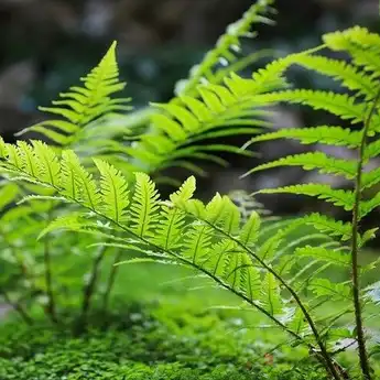 5 Contoh Tumbuhan yang Berkembang Biak dengan Spora
