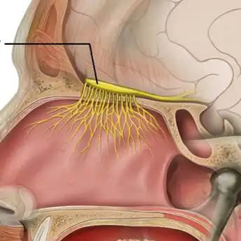 4 Fungsi Selaput Lendir Hidung pada Manusia, Ternyata Bisa Jaga Kekebalan Tubuh?