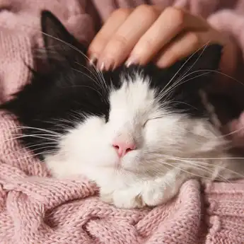 16 Ciri-Ciri Kucing Sakit yang Sering Tidak Disadari