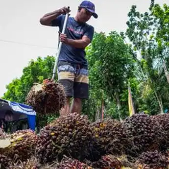 Sawit Picu Penurunan Daya Beli Masyarakat Sumut, Bansos Jadi Penyelamat