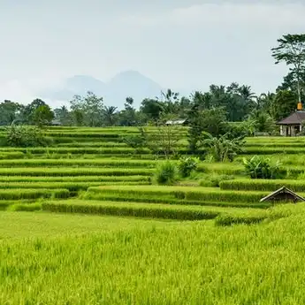 Sumber Daya Alam Dataran Rendah yang Ada di Indonesia
