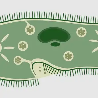 Pengertian dan Contoh Kingdom Protista, Simak Selengkapnya