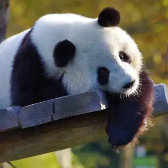 Contoh Soal Bahasa Panda Lengkap dengan Jawaban dan Cara Menjawabnya