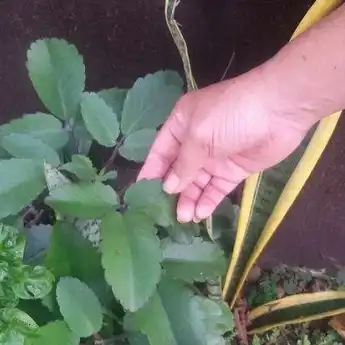 Bagaimana Cara Cocor Bebek Berkembang Biak? Ini Penjelasannya