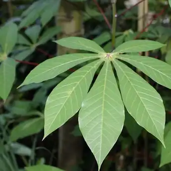 Kaum Hawa Merapat! Nyeri Akibat Menstruasi Ternyata Bisa Diatasi dengan Daun Ubi Jalar