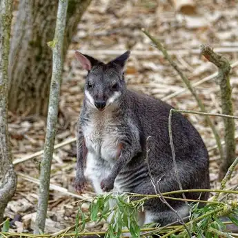 Fauna Australis: Pengertian, Ciri-ciri dan Contohnya, Lengkap!