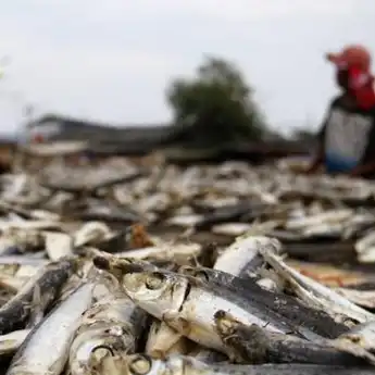 Dibalik Kenikmatannya, Berikut Manfaat dan Bahaya Konsumsi Ikan Asin