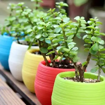 Ini 7 Tanaman yang Cocok untuk Ditanam dalam Pot, Cobaik Yuk!