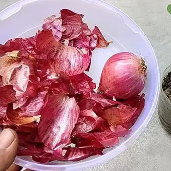 Nyesel Baru Tahu, Ternyata Kulit Bawang Merah Bisa Sembuhkan Kanker