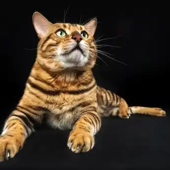 Bertahun-Tahun Hilang, Kucing Masih Bisa Pulang, Kok!