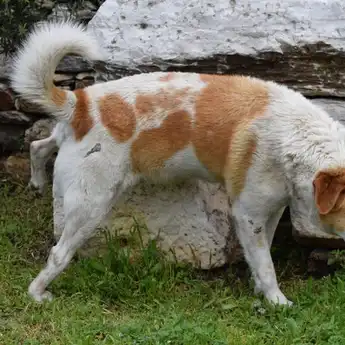  Bau Kencing Anjing Mengganggu, Cukup Sediakan Cuka dan Air untuk Mengatasinya