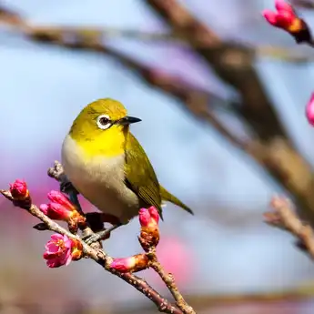 Mitos Kejatuhan Kotoran Burung, Pertanda Apa? Ini Penjelasannya