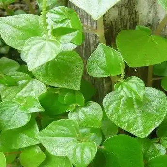 Manfaat Daun Sirih Cina untuk Kulit Wajah, Selamat Tinggal Jerawat
