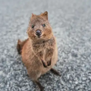 20 Fakta Quokka, Hewan Endemik Australia yang Paling Bahagia!
