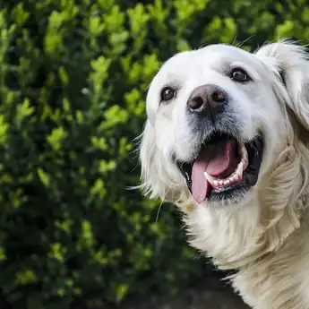 7 Tips Merawat Anjing Golden Retriever, Harus Diajak Bersosialisasi