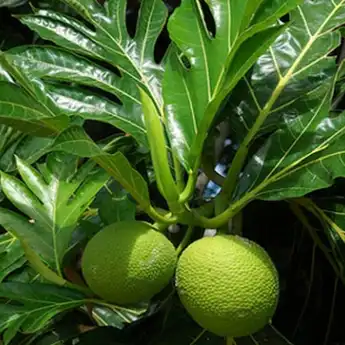 10 Manfaat Daun Sukun Bagi Kesehatan yang Perlu Diketahui Banyak Orang