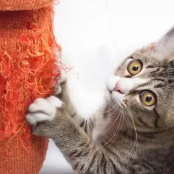 Kesal Sofa di Rumah Rusak Gara-gara Dicakar Kucing, Semprotkan Cairan ini