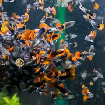 55 Contoh Kalimat Bioindikator dan Bioluminescence dalam KBBI