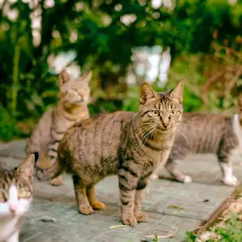 5 Arti Mitos Kucing Kembang Telon yang Kental Ditengah Masyarakat