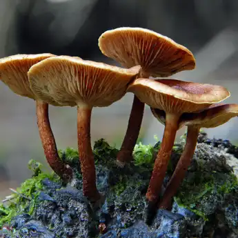 Berikut Ini Pengertian, Ciri-ciri, Jenis, dan Struktur Kingdom Fungi