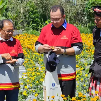 Gubernur Bali: Marigold Khas Bali Sudah Ada, Selanjutnya Mawar dan Anggrek Khas Bali 