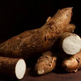 3 Teks Argumentasi Tentang Singkong, Singkat dan Sesuai Strukturnya