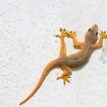 Arti Mimpi Banyak Cicak yang Ada Dirumah Menurut Primbon Jawa