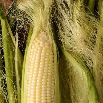 7 Manfaat Rambut Jagung untuk Kesehatan, Bisa Cegah Penyakit Jantung