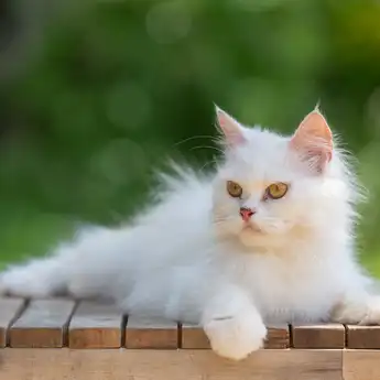 Kucing Putih Kebanyakan Tuli, Mitos dan Fakta?
