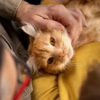 6 Jenis Kucing yang Dianggap Membawa Hoki, Tertarik Mau Pelihara?