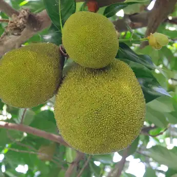 7 Manfaat Buah Sukun bagi Kesehatan, Bisa Turunkan Gula Darah