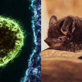 Virus Nipah yang Sedang Membuat India Geger: Apa Saja Gejalanya?