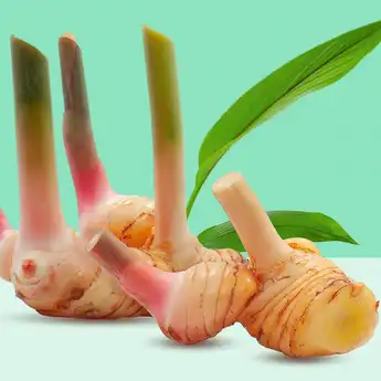 5 Manfaat Kencur Mentah untuk Kesehatan yang Jarang Diketahui