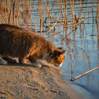 Ini Alasan Kucing Takut Air 