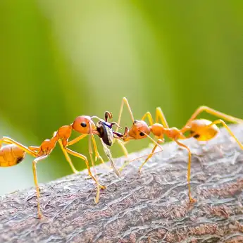 6 Cara Mudah dan Ampuh Mengusir Semut Pakai Bahan di Rumah