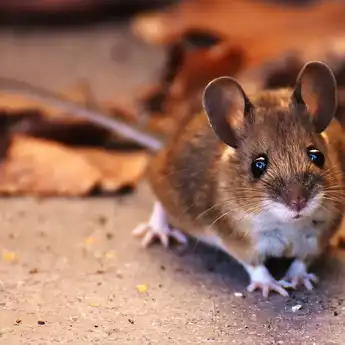 8 Cara Ampuh dan Cepat Mengusir Tikus dari Rumah 