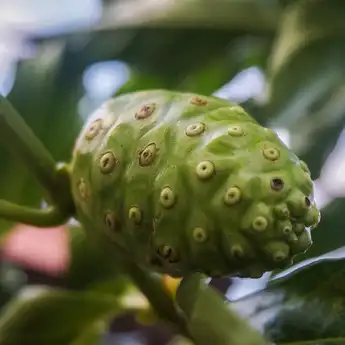 9 Manfaat Buah Mengkudu, Jaga Jantung hingga Kurangi Nyeri Haid