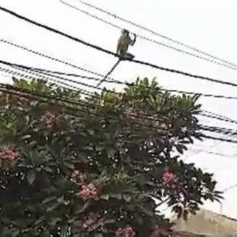 Serangan Monyet di Lereng Merapi,Ini Cara Pemkab Boyolali Mengatasinya