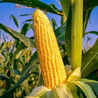 Jangan Diulangi, Makan Jagung Secara Berlebihan Bisa Bahaya: Pencernaan Bermasalah
