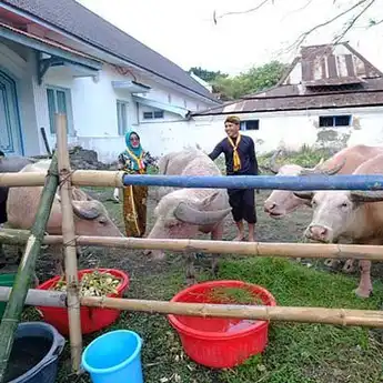 Kebo Bule: Fakta Menarik Hewan Kebanggaan Keraton Surakarta 