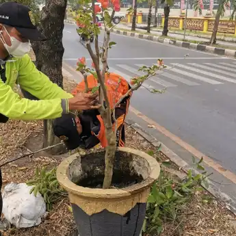 Dampak Kemarau, Puluhan Tanaman Hias milik Pemko Banjarmasin Mati!