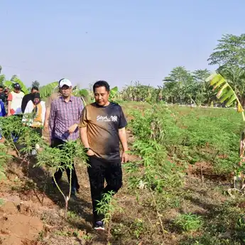 23 Hektare Lahan Pemprov Sulsel di Gowa Akan Ditanami Pisang dan Nanas
