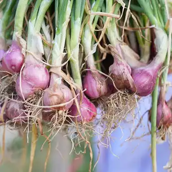 Pemprov Sulsel Bantu Sumur Bor untuk Petani Bawang Merah di Enrekang