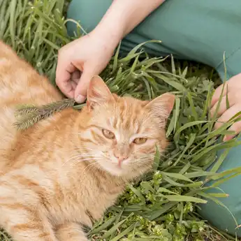 Sering Beri Catnip pada Kucing Peliharaan?  Simak 6 Manfaat Catnip Bagi Kucing!   