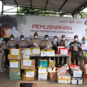 Jaga Pertanian, Barantin Musnahkan Ribuan Bibit Pisang Berpenyakit Asal Filipina